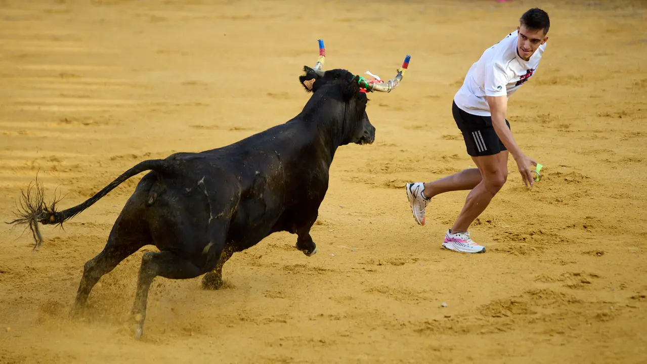 Vaquillas tras el primer Encierro de Fiestas de Tudela 2025. IÑIGO ALZUGARAY