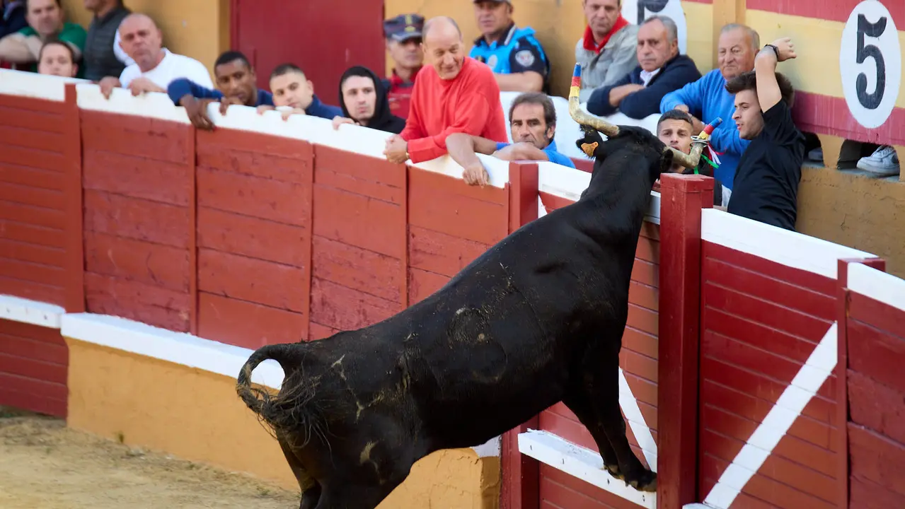 Vaquillas tras el primer Encierro de Fiestas de Tudela 2025. IÑIGO ALZUGARAY