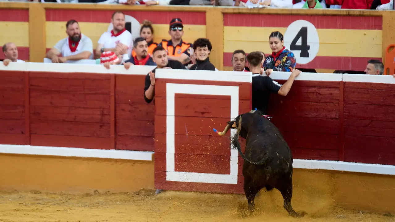 Vaquillas tras el primer Encierro de Fiestas de Tudela 2025. IÑIGO ALZUGARAY