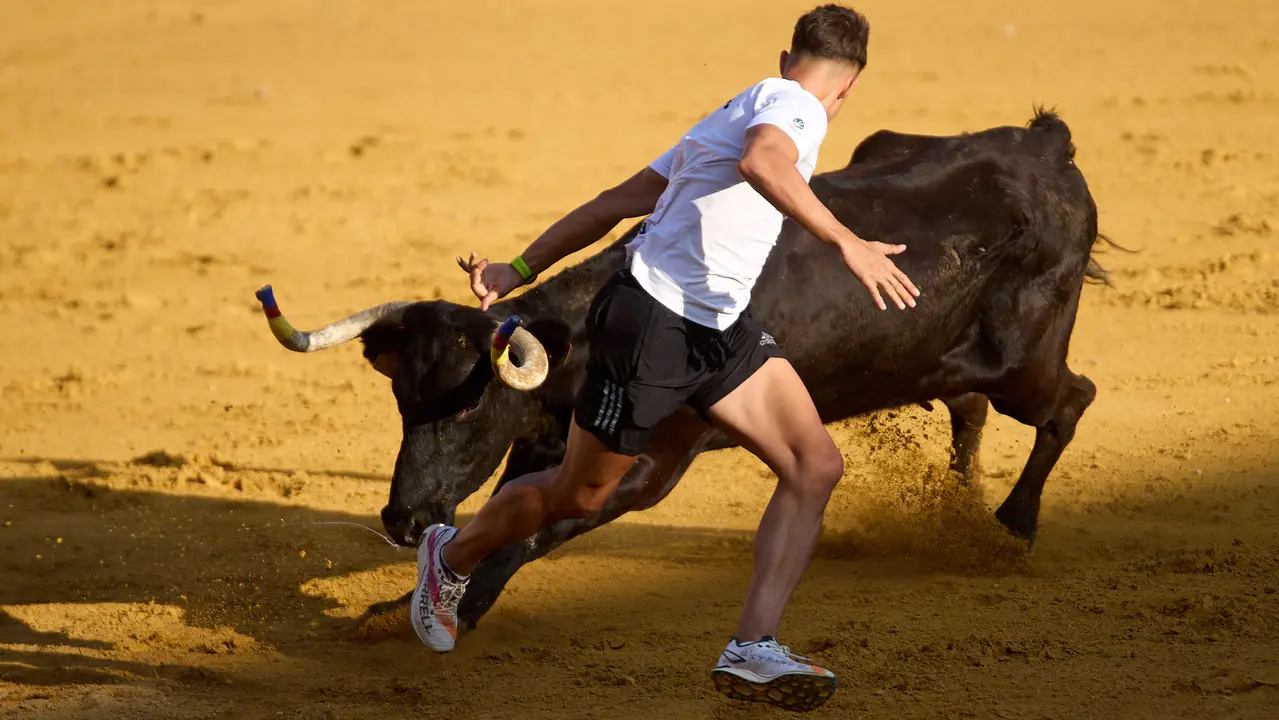 Vaquillas tras el primer Encierro de Fiestas de Tudela 2025. IÑIGO ALZUGARAY