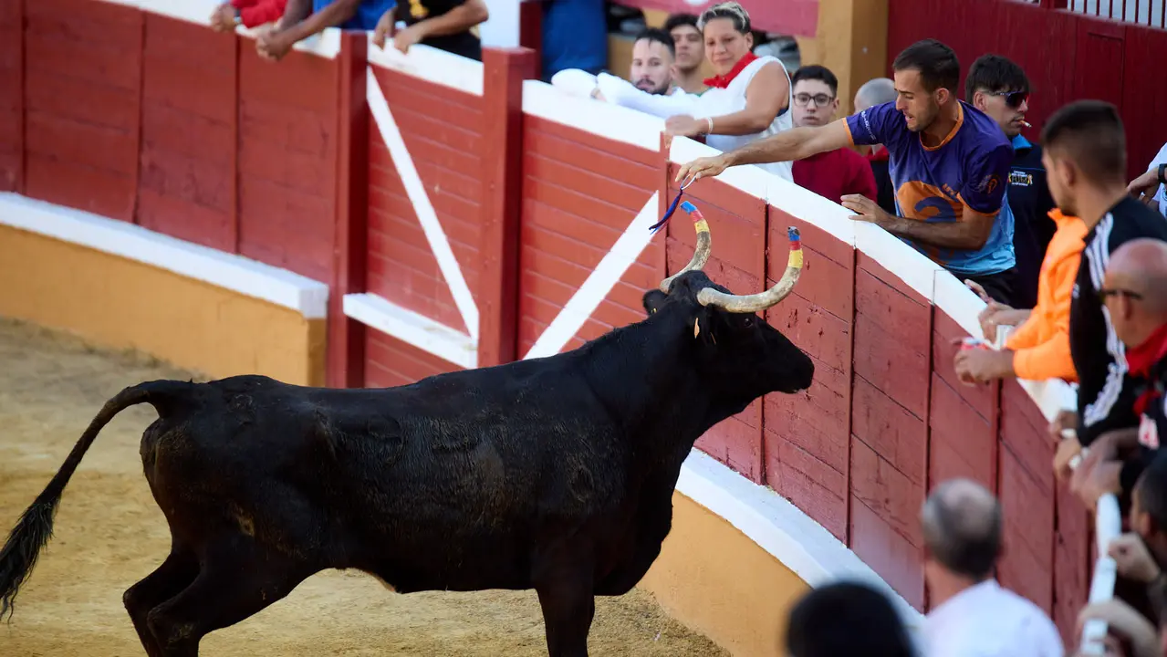 Vaquillas tras el primer Encierro de Fiestas de Tudela 2025. IÑIGO ALZUGARAY