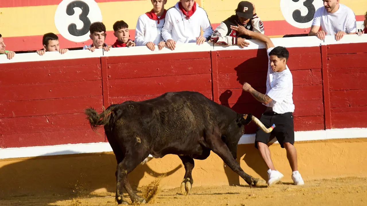 Vaquillas tras el primer Encierro de Fiestas de Tudela 2025. IÑIGO ALZUGARAY