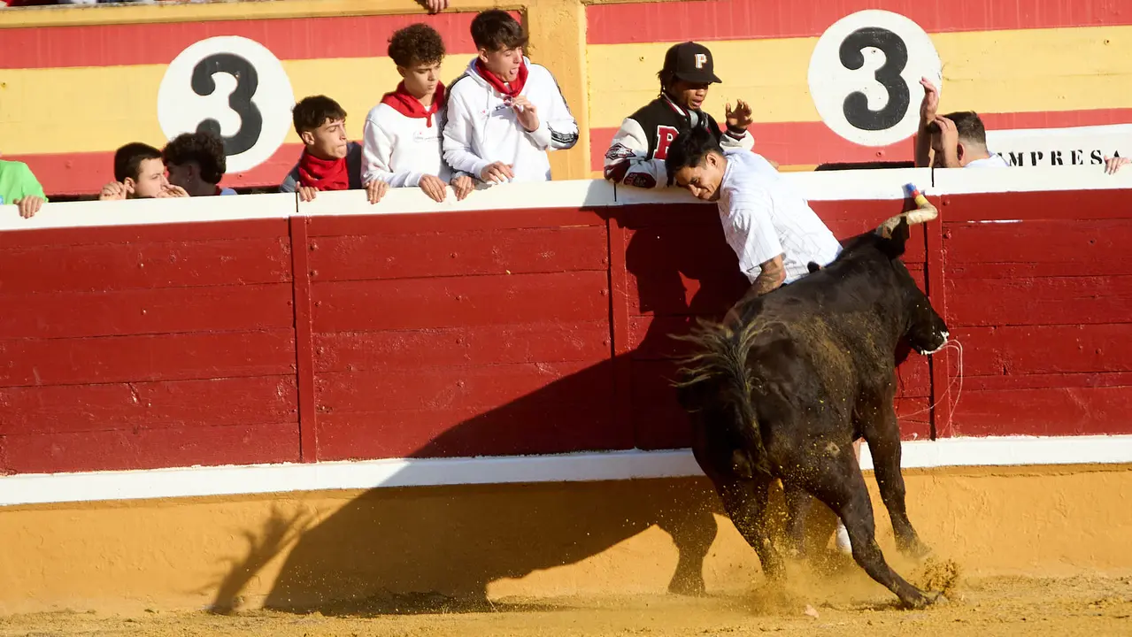 Vaquillas tras el primer Encierro de Fiestas de Tudela 2025. IÑIGO ALZUGARAY