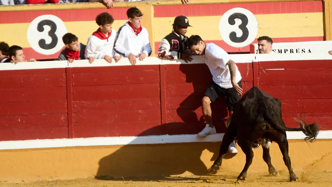 Vaquillas tras el primer Encierro de Fiestas de Tudela 2025. IÑIGO ALZUGARAY