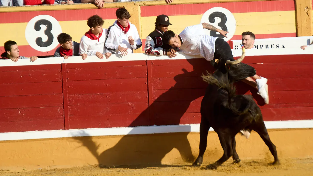 Vaquillas tras el primer Encierro de Fiestas de Tudela 2025. IÑIGO ALZUGARAY