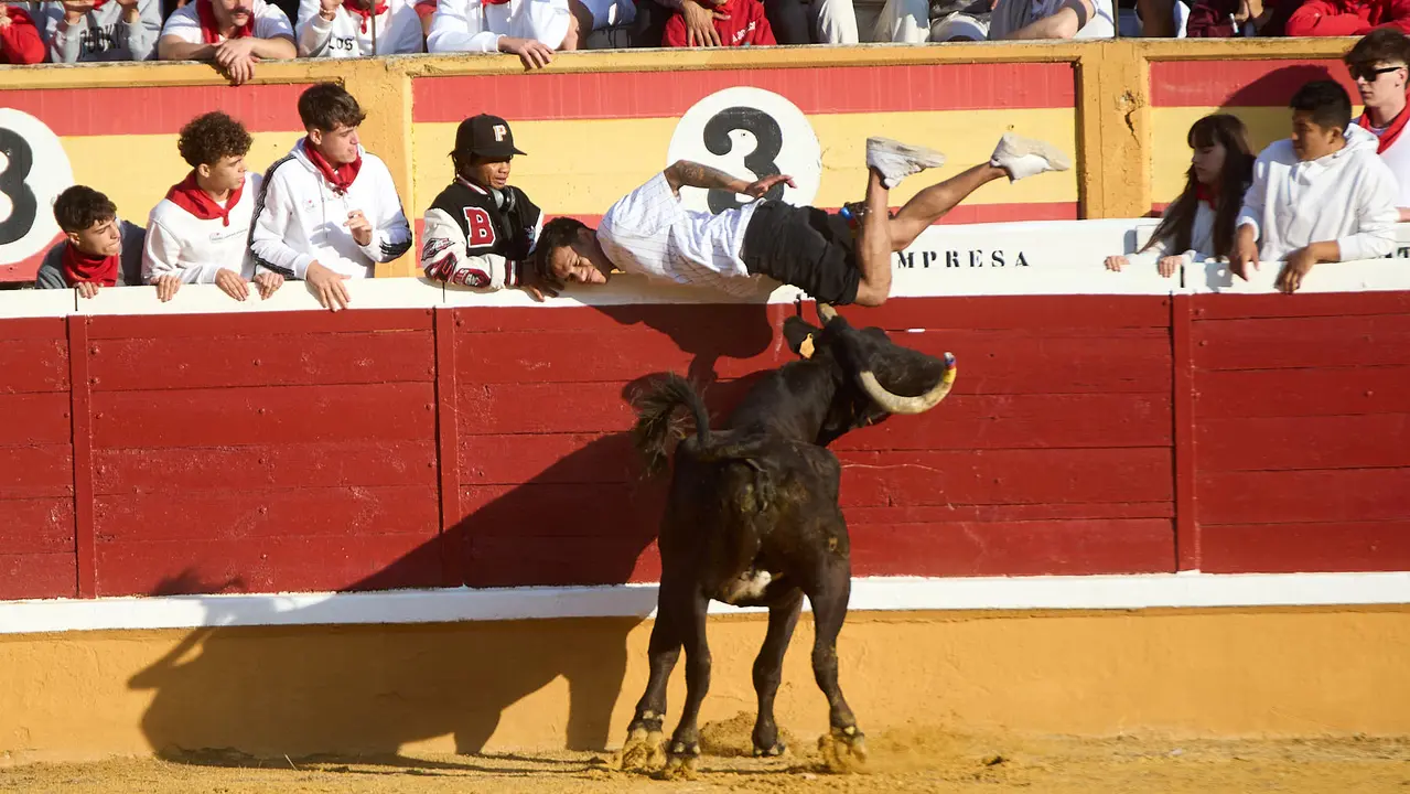 Vaquillas tras el primer Encierro de Fiestas de Tudela 2025. IÑIGO ALZUGARAY