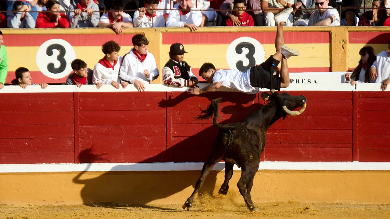 Vaquillas tras el primer Encierro de Fiestas de Tudela 2025. IÑIGO ALZUGARAY