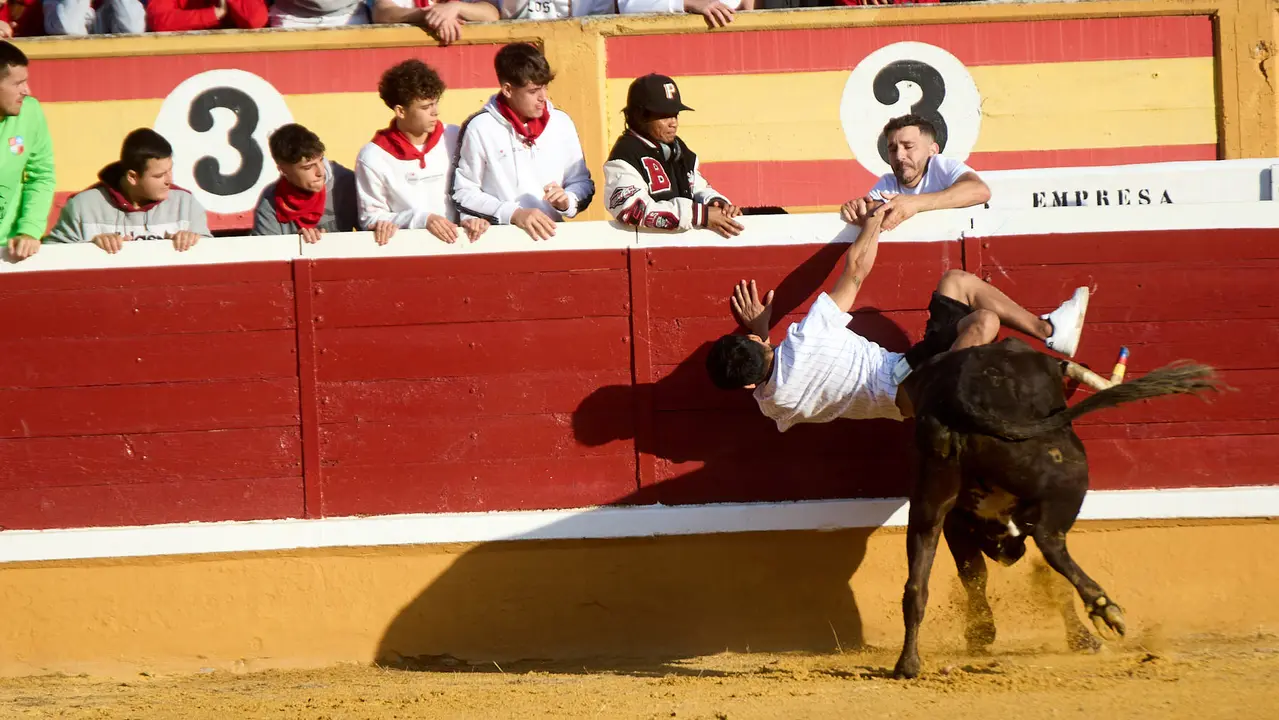 Vaquillas tras el primer Encierro de Fiestas de Tudela 2025. IÑIGO ALZUGARAY