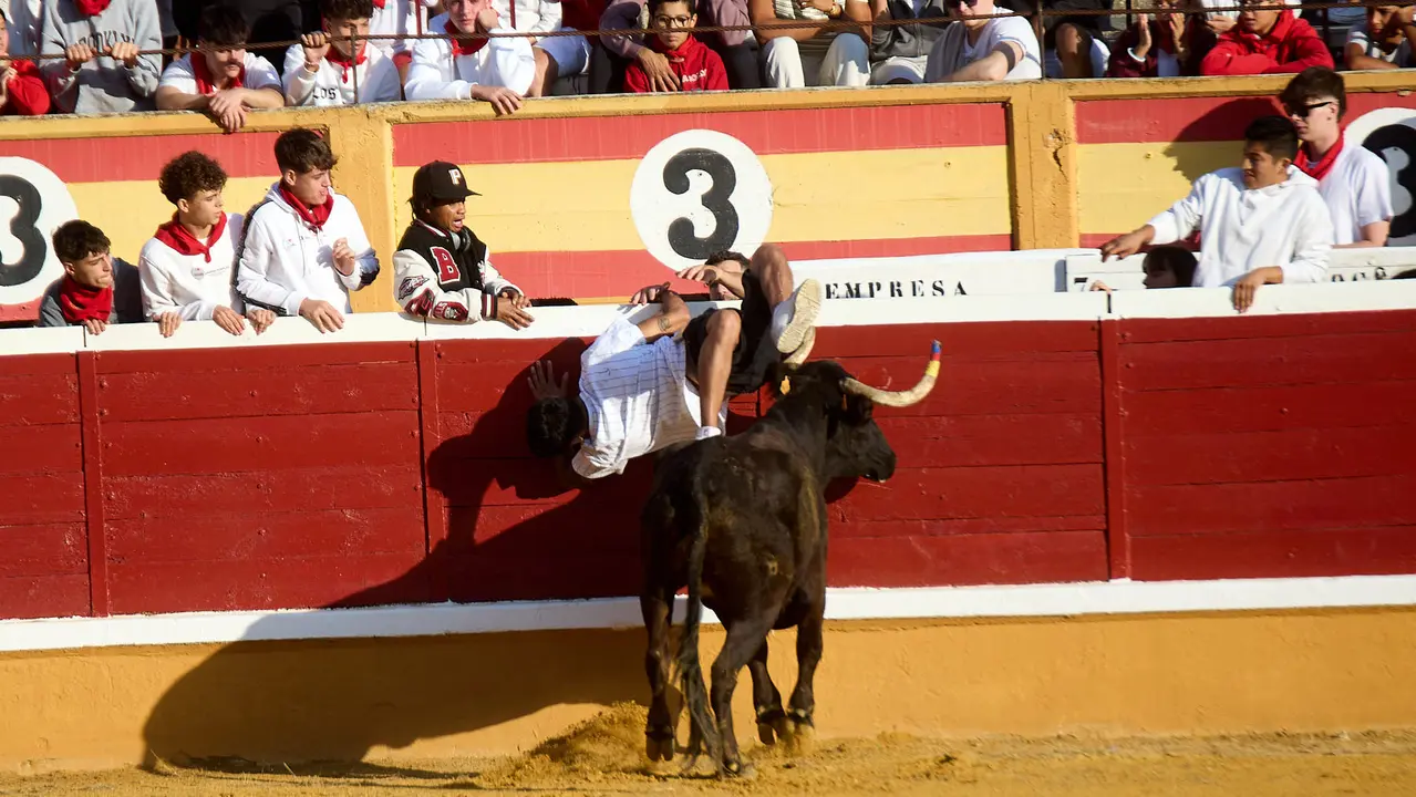 Vaquillas tras el primer Encierro de Fiestas de Tudela 2025. IÑIGO ALZUGARAY
