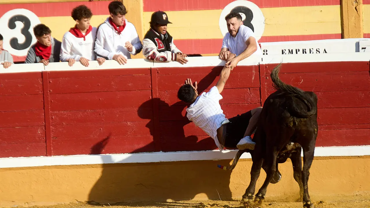 Vaquillas tras el primer Encierro de Fiestas de Tudela 2025. IÑIGO ALZUGARAY