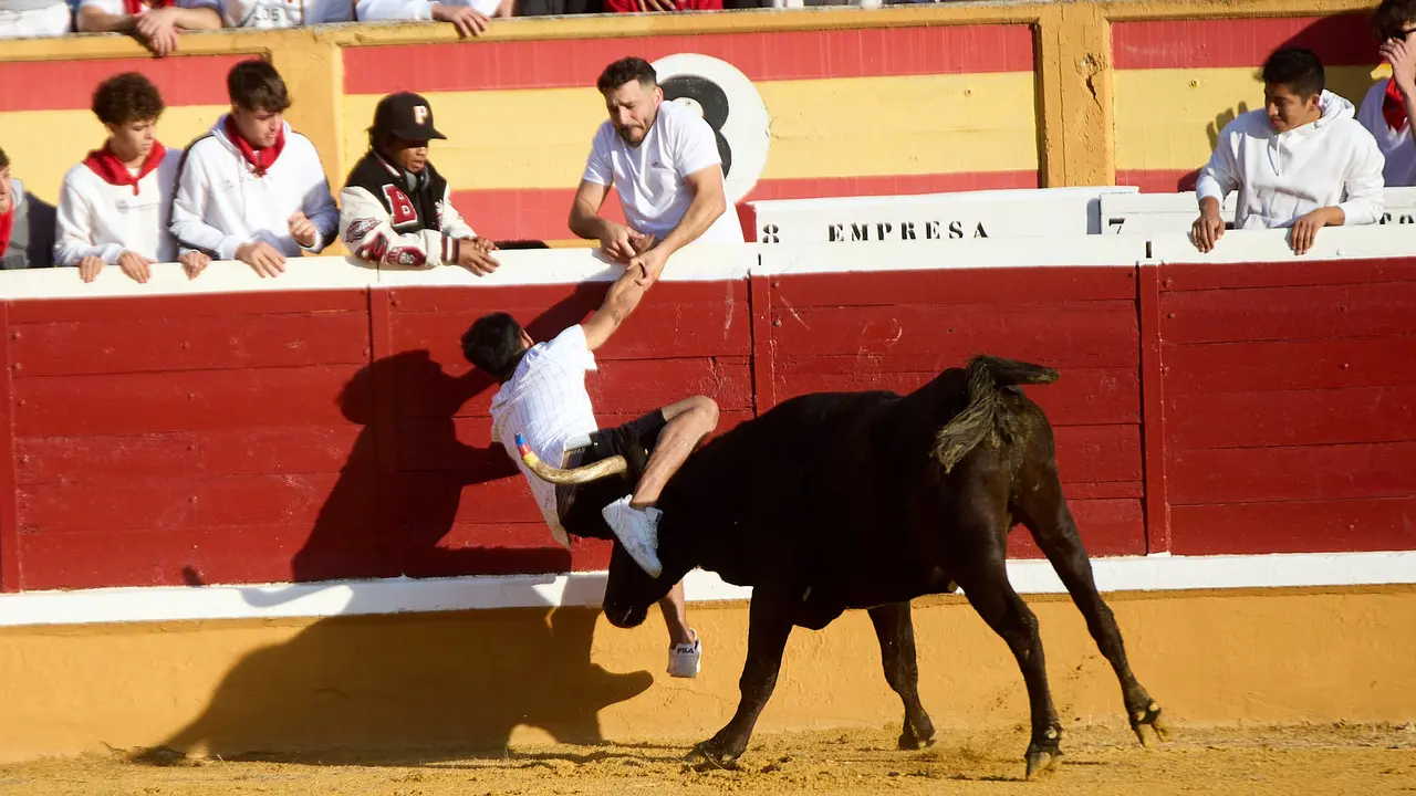 Vaquillas tras el primer Encierro de Fiestas de Tudela 2025. IÑIGO ALZUGARAY