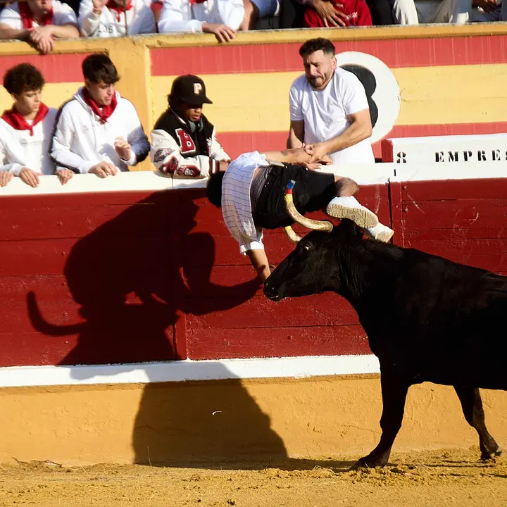 Vaquillas tras el primer Encierro de Fiestas de Tudela 2025. IÑIGO ALZUGARAY