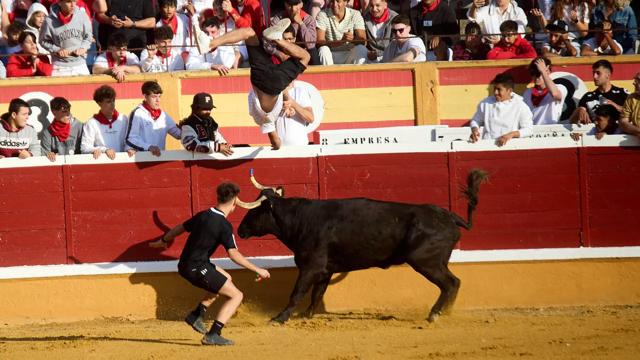 Vaquillas tras el primer Encierro de Fiestas de Tudela 2025. IÑIGO ALZUGARAY