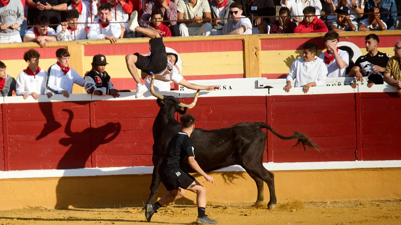 Vaquillas tras el primer Encierro de Fiestas de Tudela 2025. IÑIGO ALZUGARAY