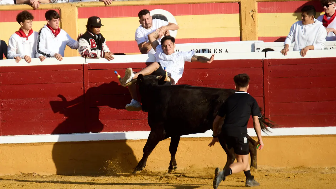 Vaquillas tras el primer Encierro de Fiestas de Tudela 2025. IÑIGO ALZUGARAY
