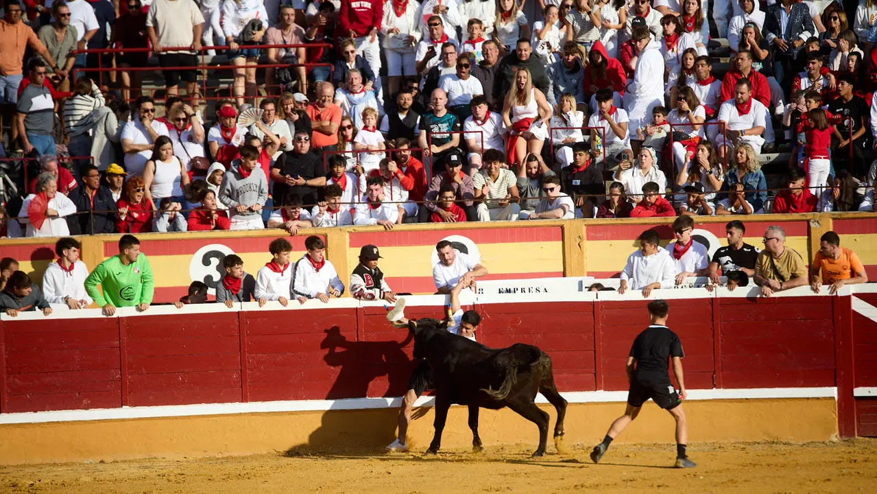 Vaquillas tras el primer Encierro de Fiestas de Tudela 2025. IÑIGO ALZUGARAY