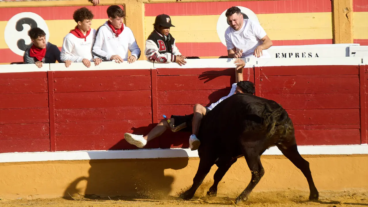 Vaquillas tras el primer Encierro de Fiestas de Tudela 2025. IÑIGO ALZUGARAY