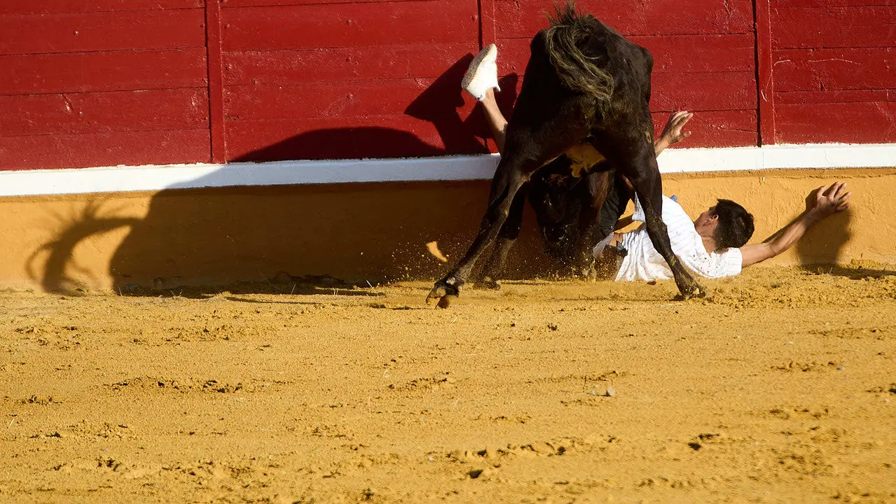 Vaquillas tras el primer Encierro de Fiestas de Tudela 2025. IÑIGO ALZUGARAY