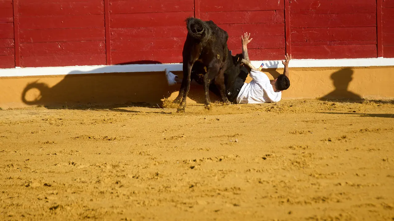 Vaquillas tras el primer Encierro de Fiestas de Tudela 2025. IÑIGO ALZUGARAY