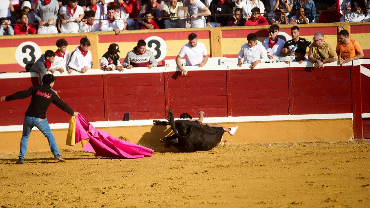 Vaquillas tras el primer Encierro de Fiestas de Tudela 2025. IÑIGO ALZUGARAY