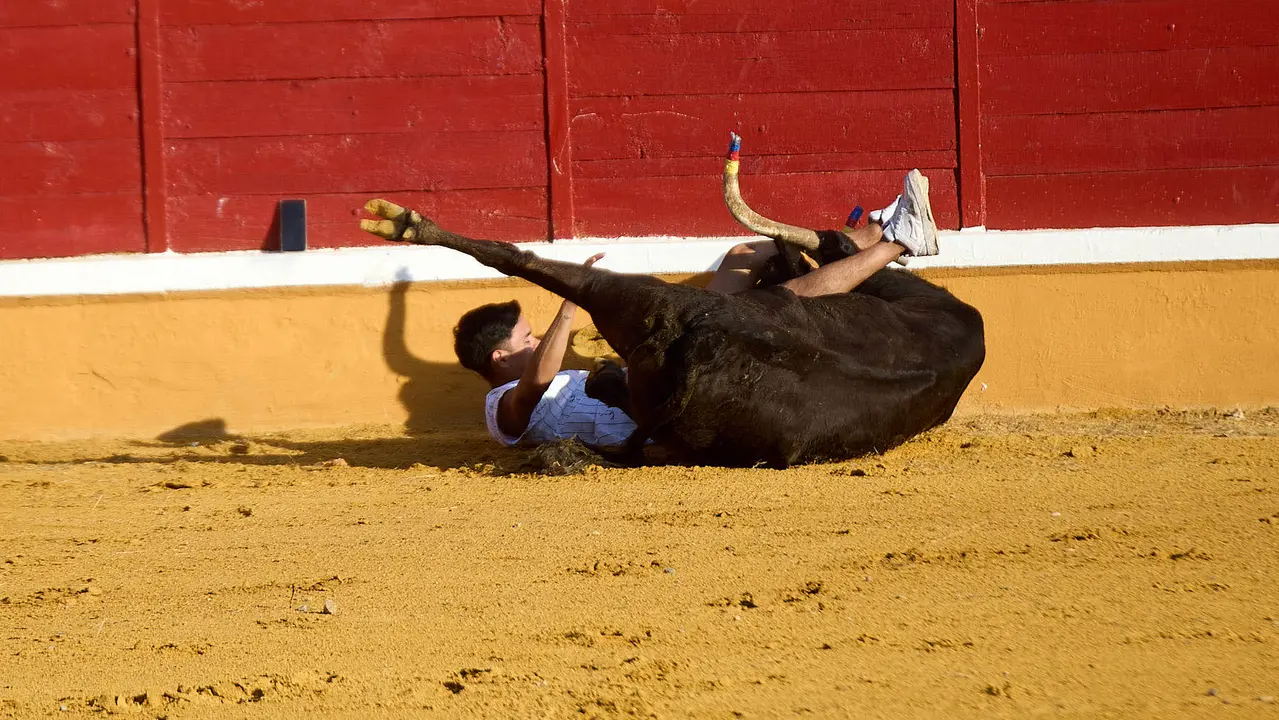 Vaquillas tras el primer Encierro de Fiestas de Tudela 2025. IÑIGO ALZUGARAY