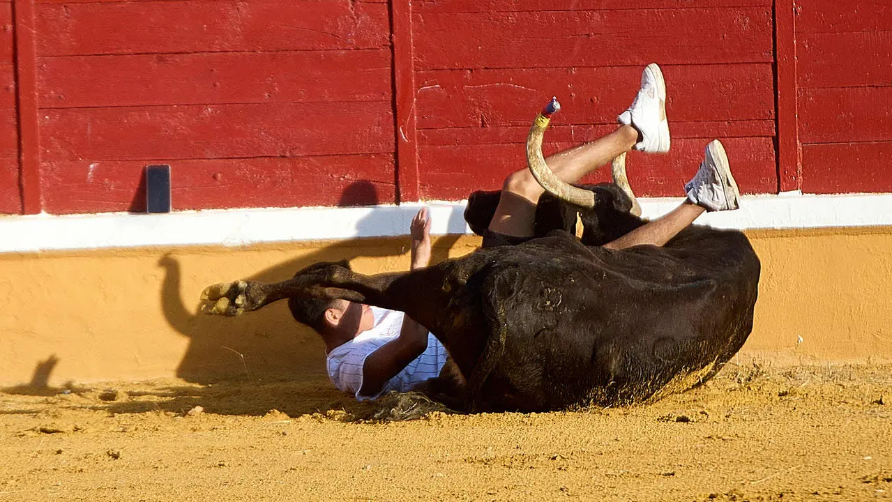 Vaquillas tras el primer Encierro de Fiestas de Tudela 2025. IÑIGO ALZUGARAY