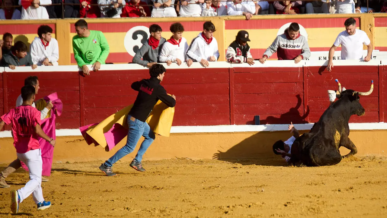Vaquillas tras el primer Encierro de Fiestas de Tudela 2025. IÑIGO ALZUGARAY