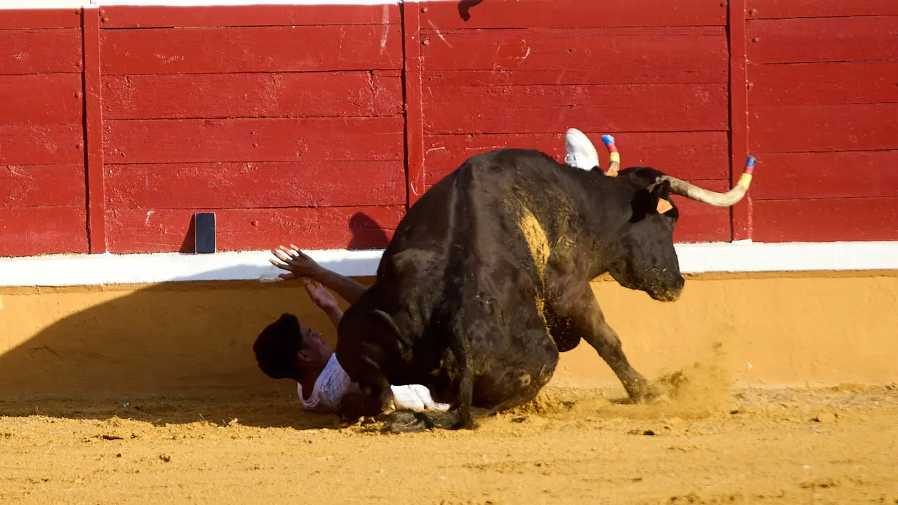 Vaquillas tras el primer Encierro de Fiestas de Tudela 2025. IÑIGO ALZUGARAY