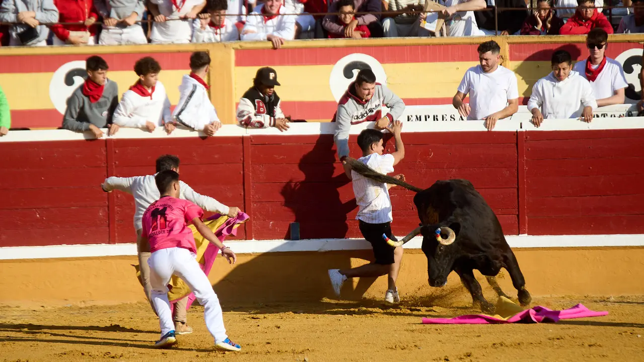 Vaquillas tras el primer Encierro de Fiestas de Tudela 2025. IÑIGO ALZUGARAY