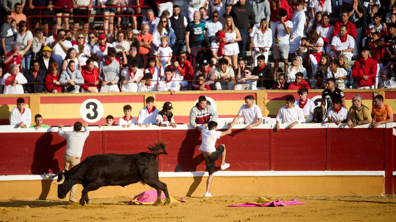 Vaquillas tras el primer Encierro de Fiestas de Tudela 2025. IÑIGO ALZUGARAY