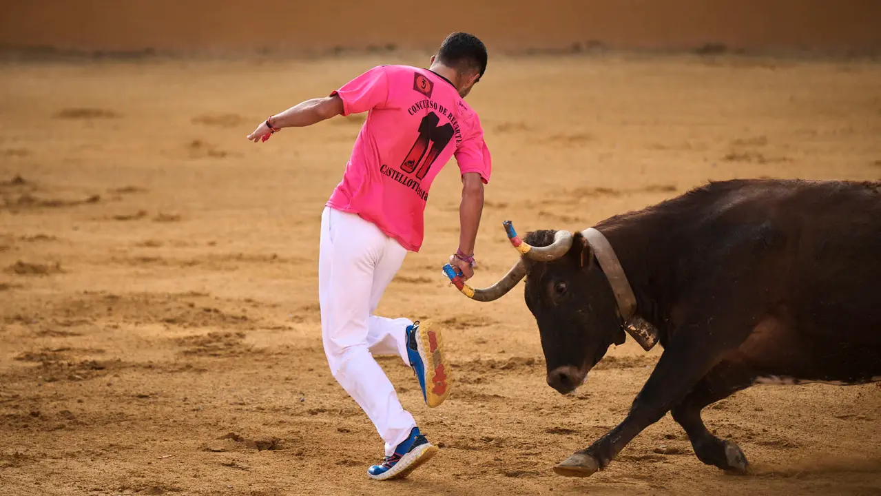Espectáculo de vacas mañaneras tras el primer encierro de fiestas de Tudela 2025. PABLO LASAOSA
