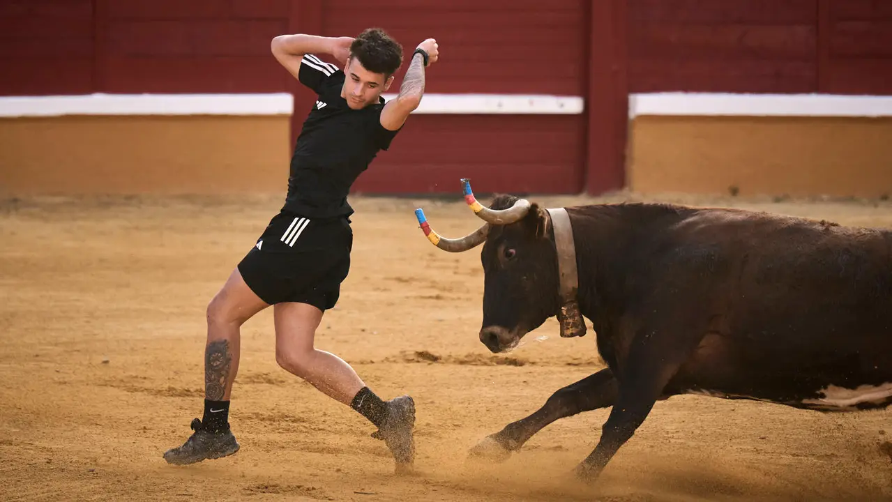 Espectáculo de vacas mañaneras tras el primer encierro de fiestas de Tudela 2025. PABLO LASAOSA