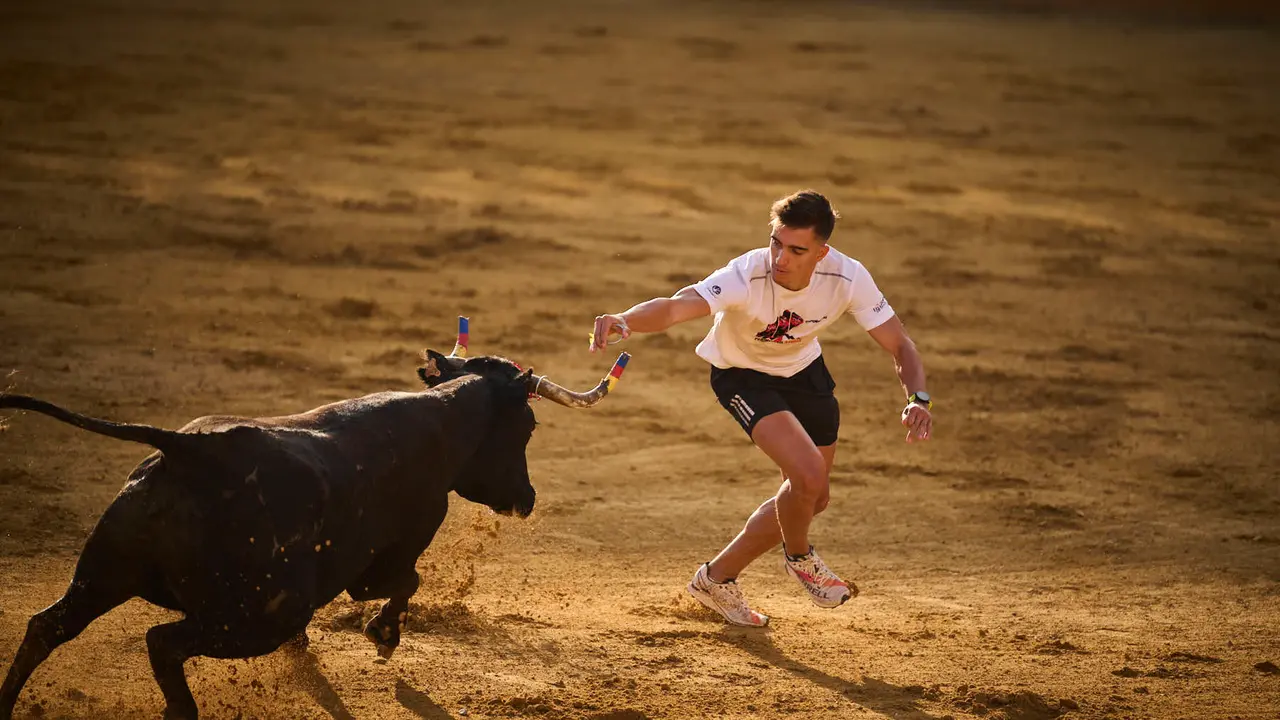 Espectáculo de vacas mañaneras tras el primer encierro de fiestas de Tudela 2025. PABLO LASAOSA