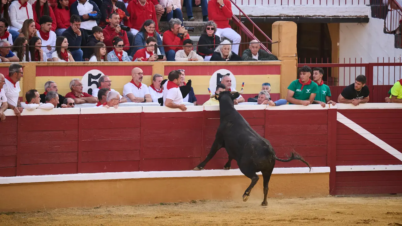 Espectáculo de vacas mañaneras tras el primer encierro de fiestas de Tudela 2025. PABLO LASAOSA