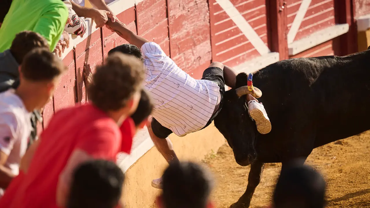 Espectáculo de vacas mañaneras tras el primer encierro de fiestas de Tudela 2025. PABLO LASAOSA