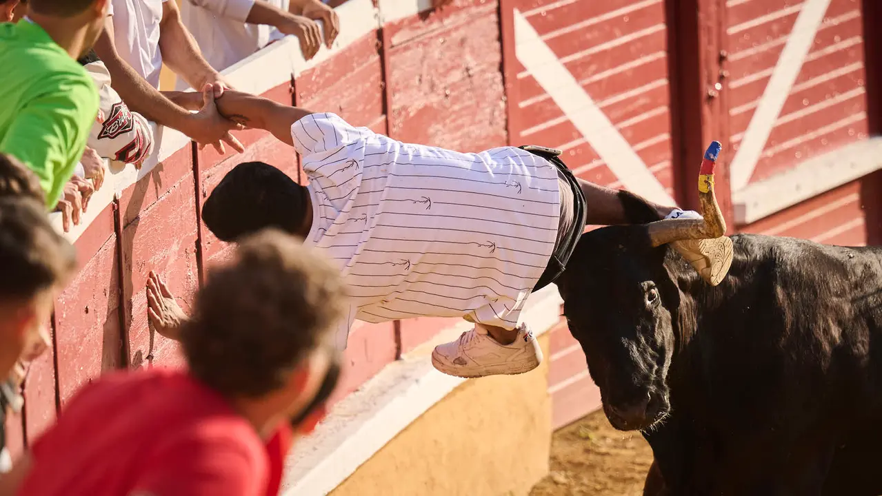 Espectáculo de vacas mañaneras tras el primer encierro de fiestas de Tudela 2025. PABLO LASAOSA