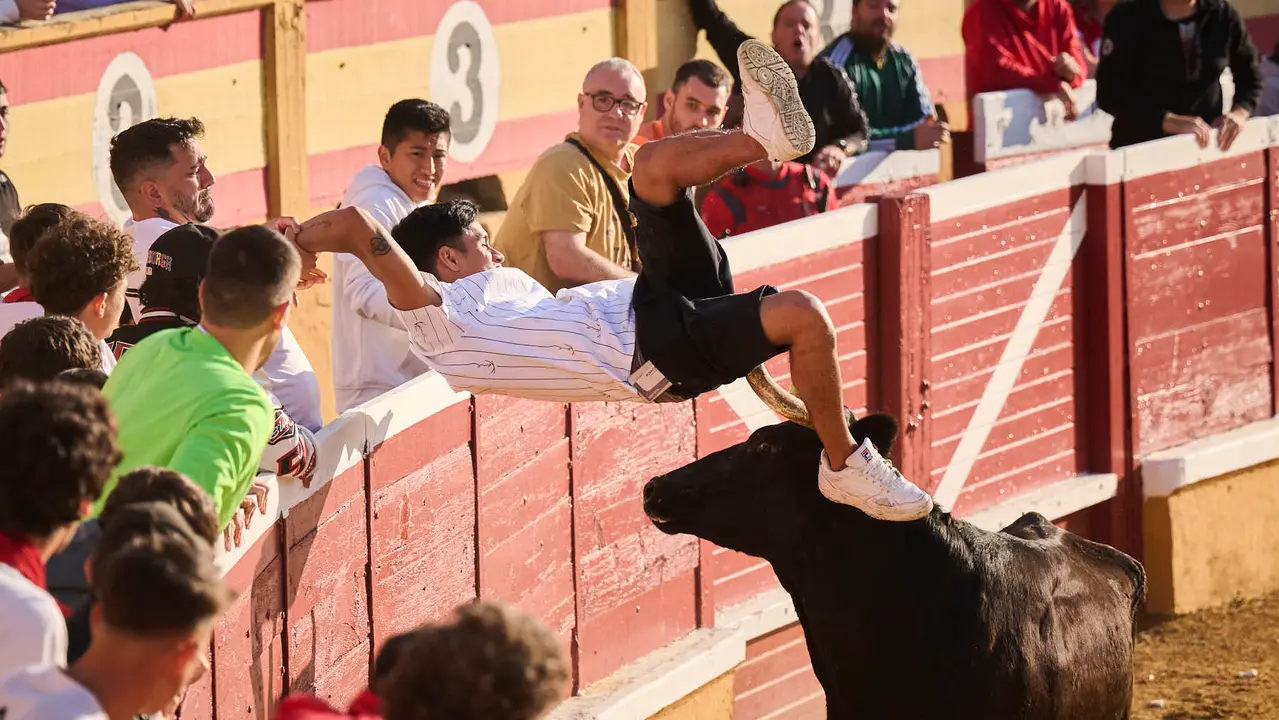 Espectáculo de vacas mañaneras tras el primer encierro de fiestas de Tudela 2025. PABLO LASAOSA
