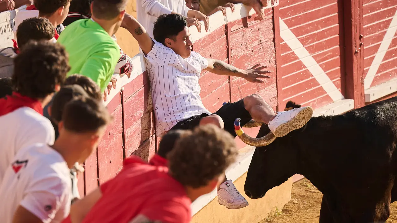 Espectáculo de vacas mañaneras tras el primer encierro de fiestas de Tudela 2025. PABLO LASAOSA