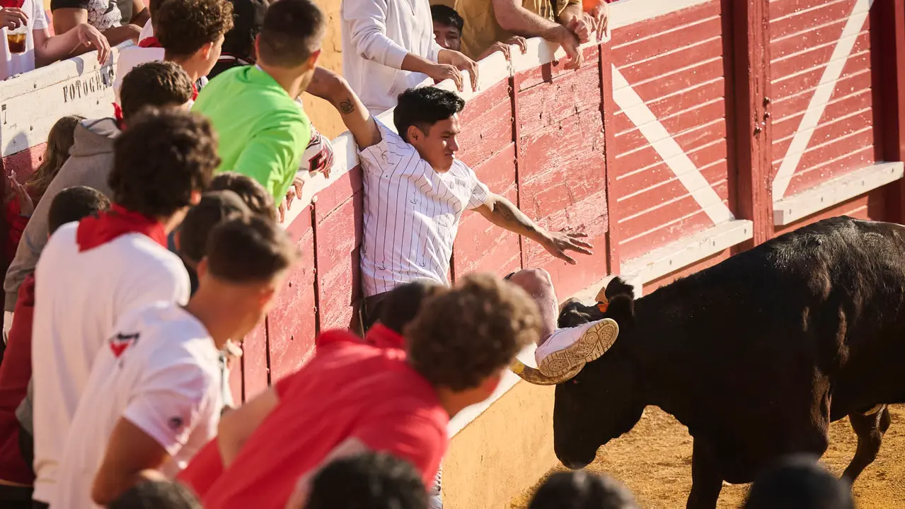 Espectáculo de vacas mañaneras tras el primer encierro de fiestas de Tudela 2025. PABLO LASAOSA