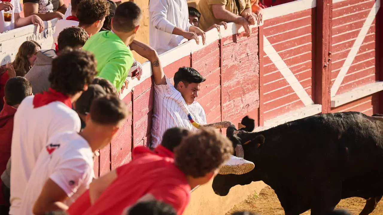 Espectáculo de vacas mañaneras tras el primer encierro de fiestas de Tudela 2025. PABLO LASAOSA