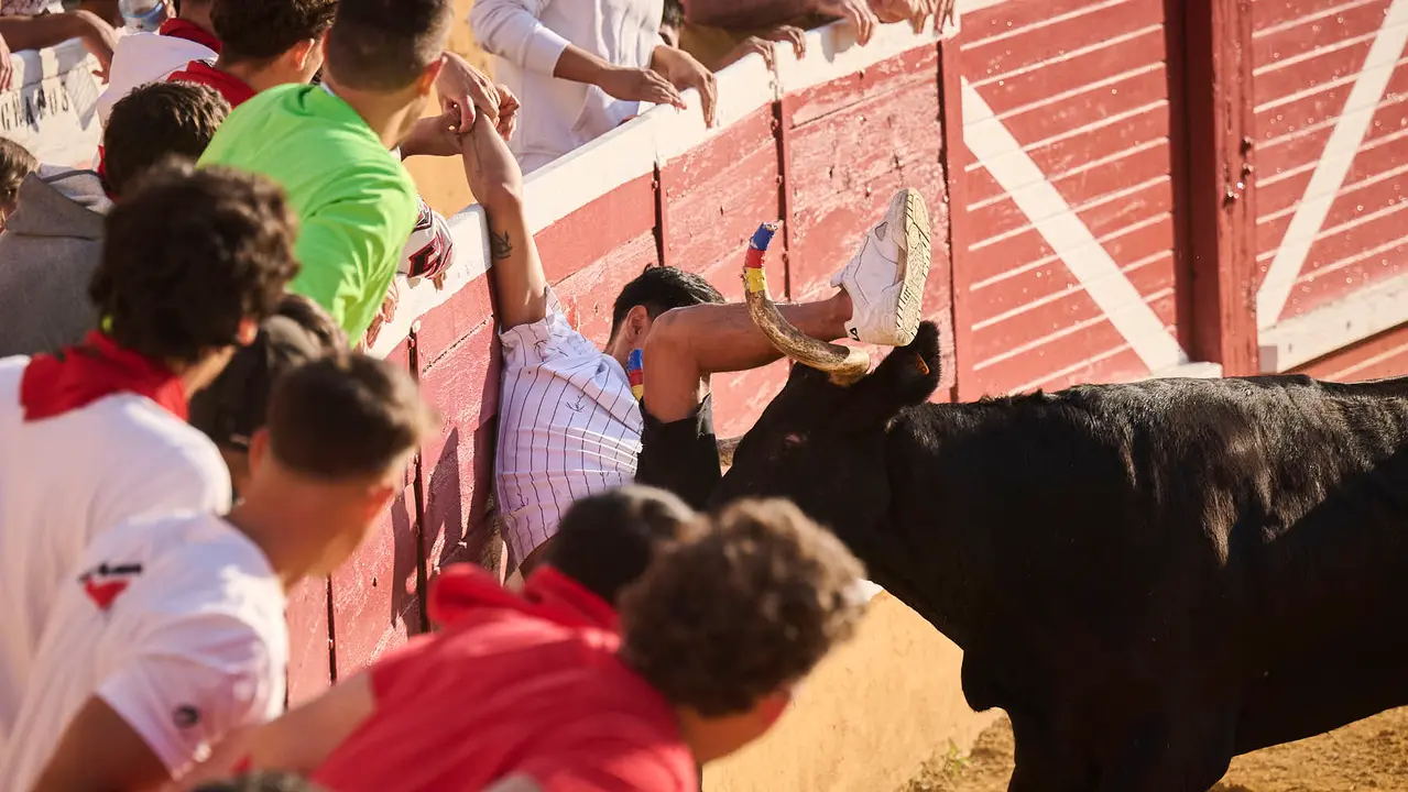 Espectáculo de vacas mañaneras tras el primer encierro de fiestas de Tudela 2025. PABLO LASAOSA