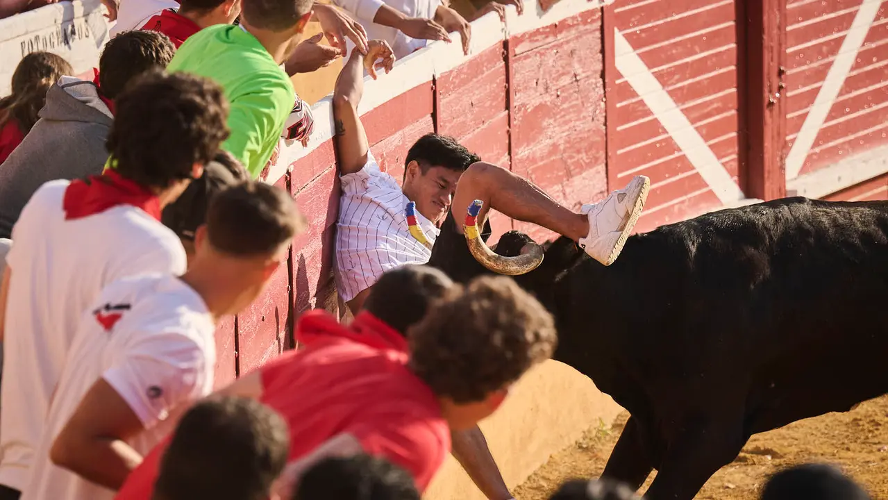 Espectáculo de vacas mañaneras tras el primer encierro de fiestas de Tudela 2025. PABLO LASAOSA