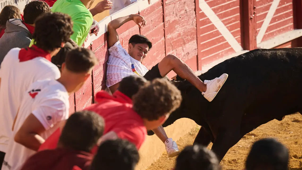 Espectáculo de vacas mañaneras tras el primer encierro de fiestas de Tudela 2025. PABLO LASAOSA