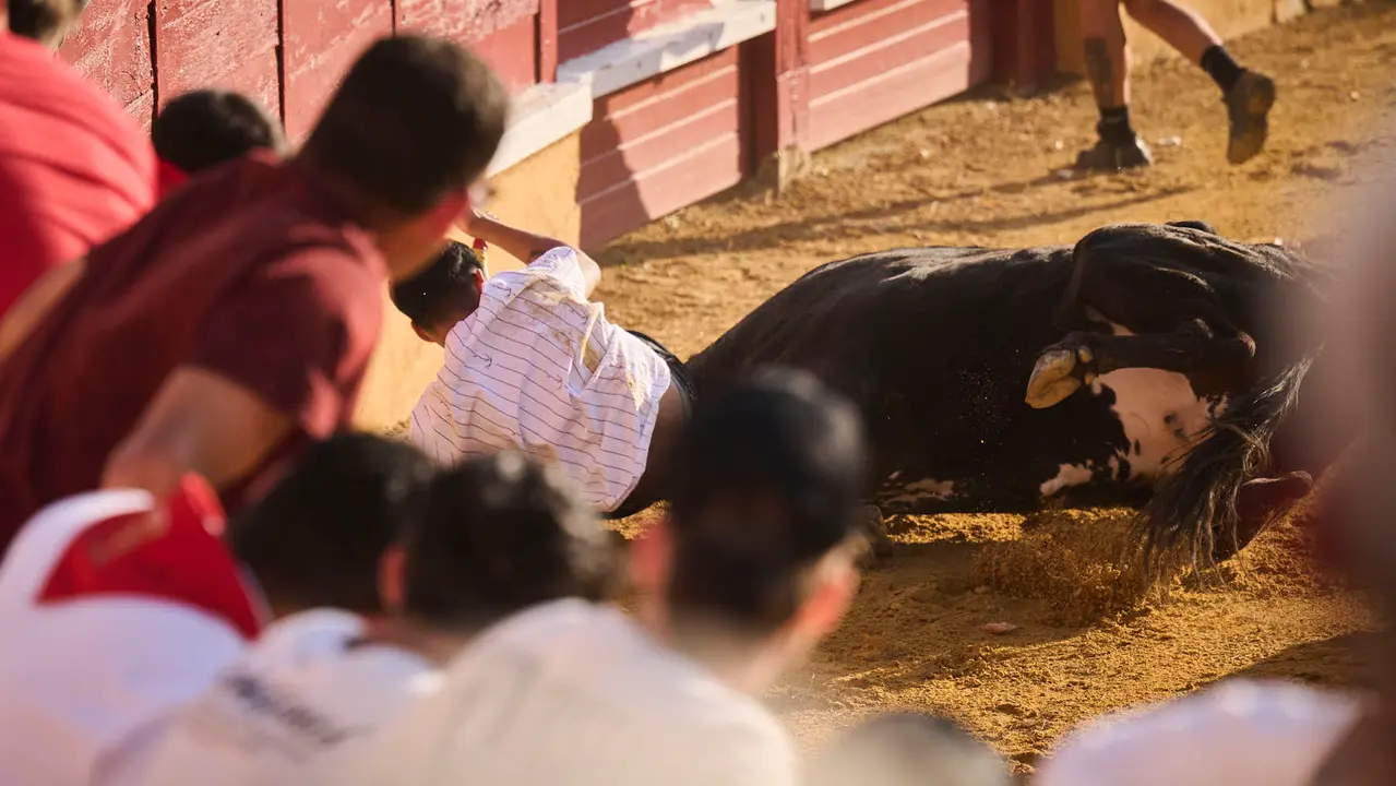 Espectáculo de vacas mañaneras tras el primer encierro de fiestas de Tudela 2025. PABLO LASAOSA