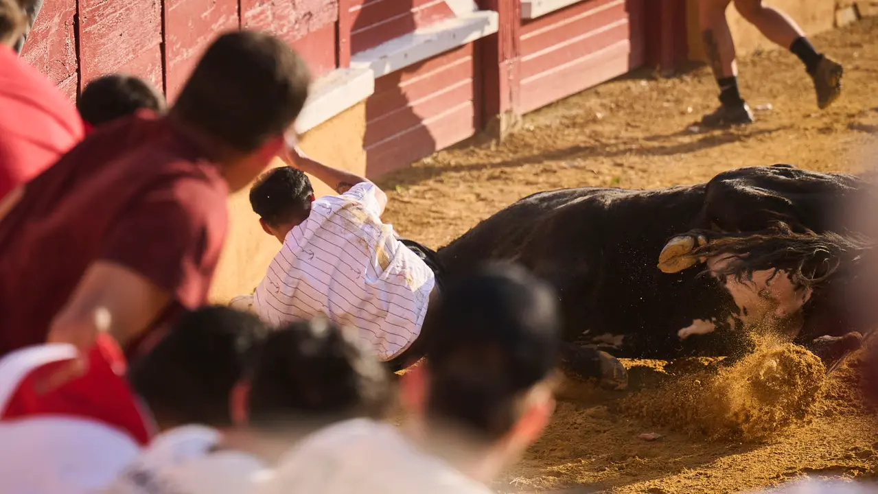 Espectáculo de vacas mañaneras tras el primer encierro de fiestas de Tudela 2025. PABLO LASAOSA