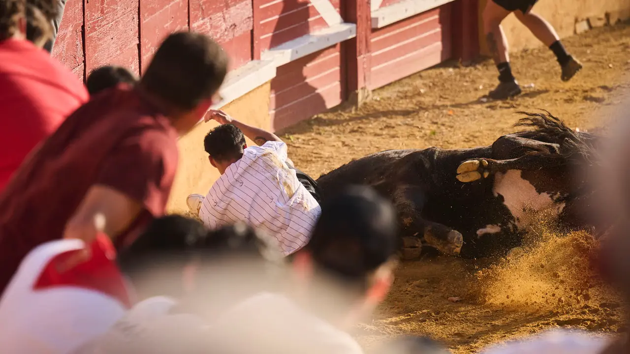 Espectáculo de vacas mañaneras tras el primer encierro de fiestas de Tudela 2025. PABLO LASAOSA