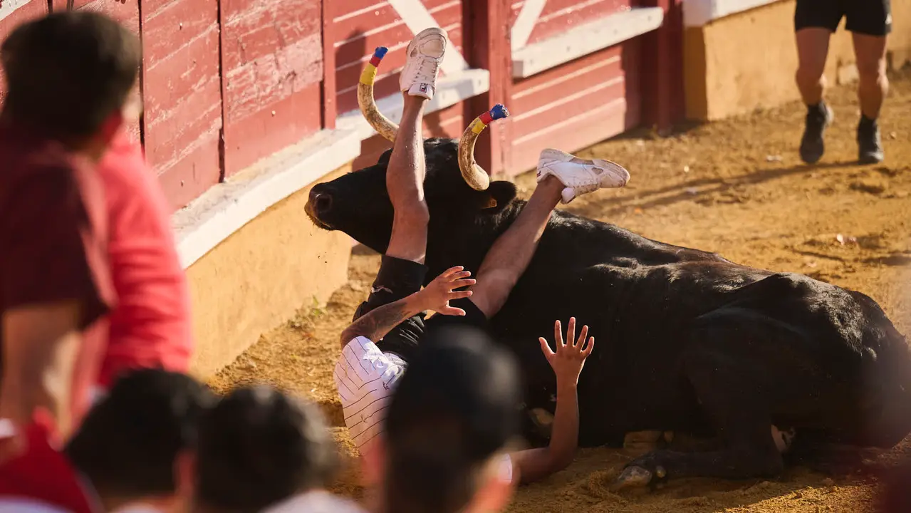 Espectáculo de vacas mañaneras tras el primer encierro de fiestas de Tudela 2025. PABLO LASAOSA