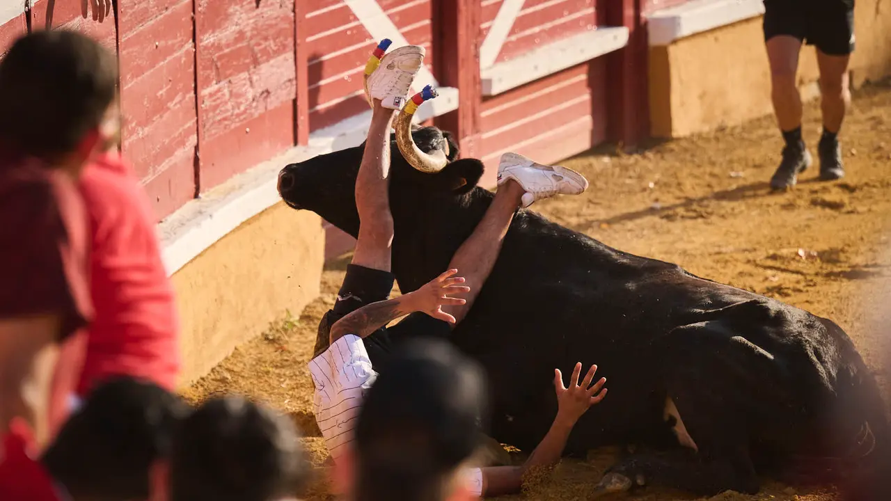 Espectáculo de vacas mañaneras tras el primer encierro de fiestas de Tudela 2025. PABLO LASAOSA