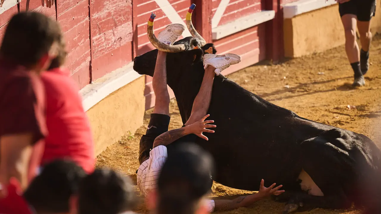 Espectáculo de vacas mañaneras tras el primer encierro de fiestas de Tudela 2025. PABLO LASAOSA