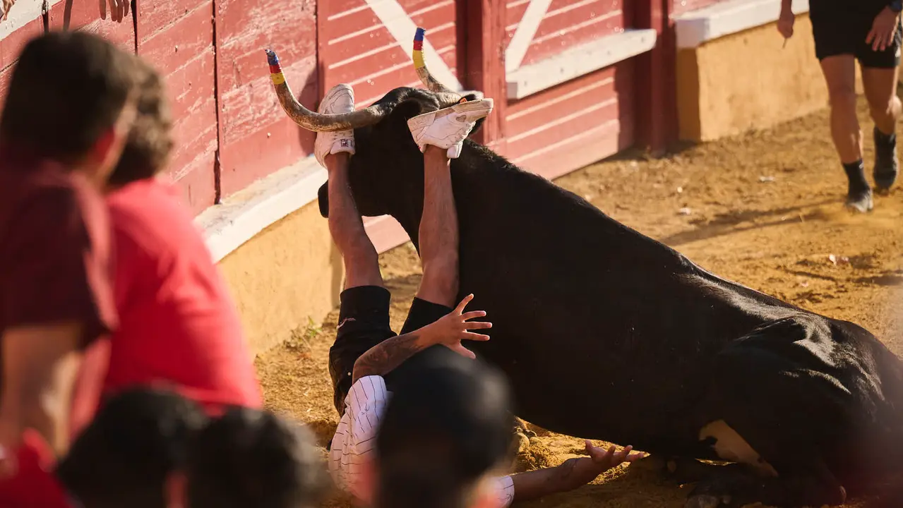 Espectáculo de vacas mañaneras tras el primer encierro de fiestas de Tudela 2025. PABLO LASAOSA
